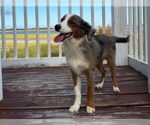 Miniature Australian Shepherd Puppy for sale in JACKSONVILLE, FL, USA