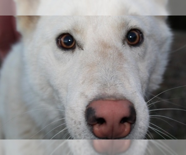 Medium Photo #10 Wolf Hybrid Puppy For Sale in POWELL, TN, USA