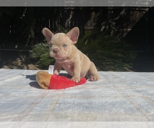 French Bulldog Puppy for sale in MURRIETA, CA, USA
