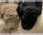 Small Photo #8 Labradoodle Puppy For Sale in DENTON, NC, USA