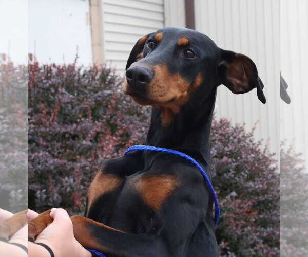 Medium Photo #5 Doberman Pinscher Puppy For Sale in Omaha, NE, USA
