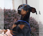 Small #4 Doberman Pinscher