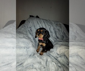 Cavalier King Charles Spaniel Puppy for sale in DEERFIELD, NH, USA