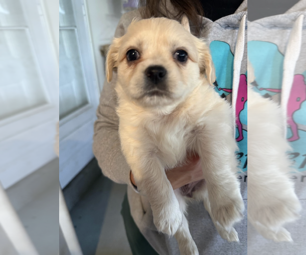 Medium Photo #4 Maltese-Unknown Mix Puppy For Sale in Rockville, MD, USA