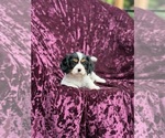 Small #5 Cavalier King Charles Spaniel