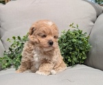 Small Photo #15 Maltipoo Puppy For Sale in GOSHEN, IN, USA