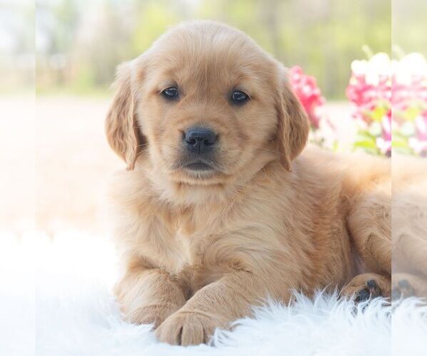 Medium Photo #1 Golden Retriever Puppy For Sale in NEWPORT, PA, USA