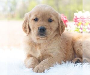 Golden Retriever Puppy for sale in NEWPORT, PA, USA