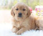 Small Golden Retriever