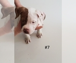 Small Photo #14 American Bully-American Pit Bull Terrier Mix Puppy For Sale in HARRISON TOWNSHIP, NJ, USA