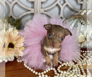 Chihuahua Puppy for sale in MORRIS CHAPEL, TN, USA