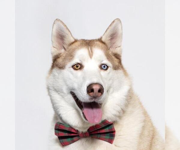 Medium Photo #1 Siberian Husky Puppy For Sale in Santa Barbara, CA, USA