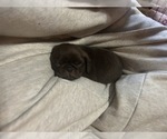Puppy Twix Pug