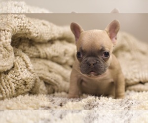 French Bulldog Puppy for sale in CHICAGO, IL, USA