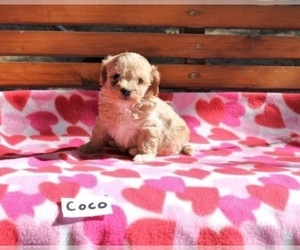 Bichpoo Puppy for sale in HOPKINSVILLE, KY, USA