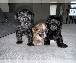 ShihPoo Puppy for sale in MOXEE, WA, USA