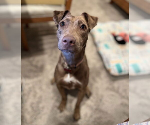 Medium Photo #10 Catahoula Leopard Dog-Unknown Mix Puppy For Sale in Boston, MA, USA