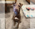 Small #9 Catahoula Leopard Dog Mix