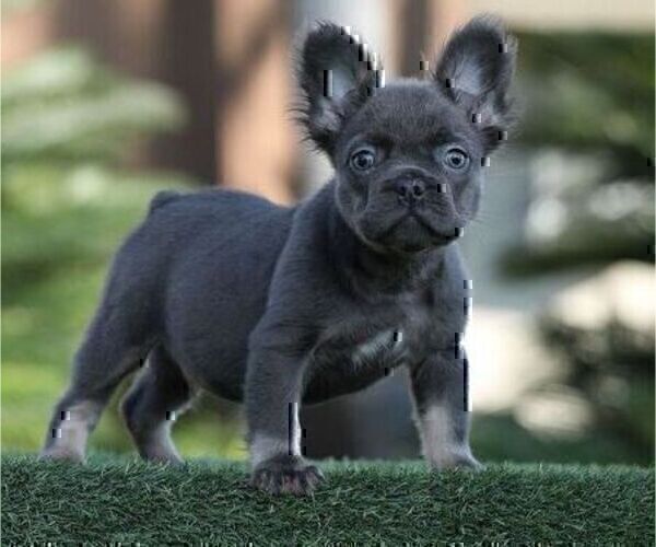 Medium Photo #2 French Bulldog Puppy For Sale in SANTA FE, NM, USA