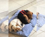 Small Photo #18 Beagle Puppy For Sale in Tampa, FL, USA