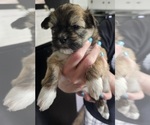 Puppy Sandy Zuchon