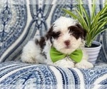 Small Photo #7 Lhasa-Poo Puppy For Sale in LAKELAND, FL, USA