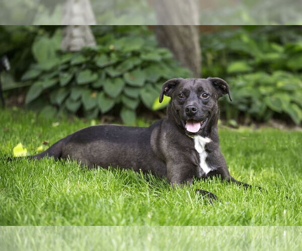 Medium Photo #3 Labrador Retriever-Unknown Mix Puppy For Sale in Farmington, MN, USA