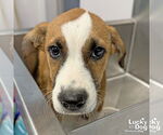 Small #1 Retriever  Mix