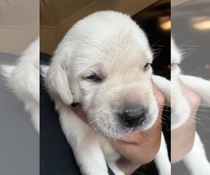 Labrador Retriever Puppy for sale in OSYKA, MS, USA