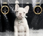 Small #5 French Bulldog