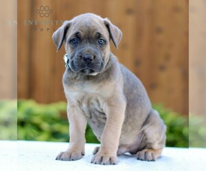 Cane Corso Puppy for Sale in GORDONVILLE, Pennsylvania USA