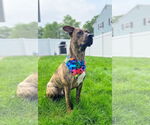 Small #9 Mountain Cur Mix