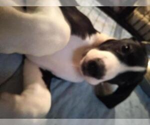 Great Dane Puppy for sale in SEVIERVILLE, TN, USA