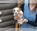 Puppy Cody Pembroke Welsh Corgi