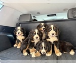 Small Photo #1 Bernese Mountain Dog Puppy For Sale in ASHEVILLE, NC, USA