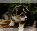 Small Photo #4 Pembroke Welsh Corgi Puppy For Sale in ELKTON, KY, USA