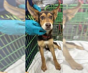German Shepherd Dog-Unknown Mix Dogs for adoption in Forestville, MD, USA