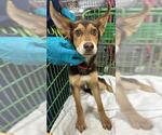 Small German Shepherd Dog Mix