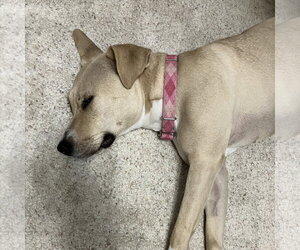 Kitchen - Female Mutt Dog for Adoption - Photo #42