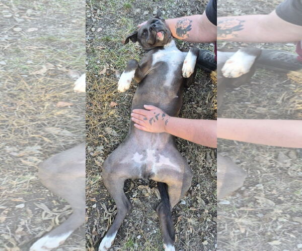 Medium Photo #4 Boxer-Unknown Mix Puppy For Sale in Anniston, AL, USA