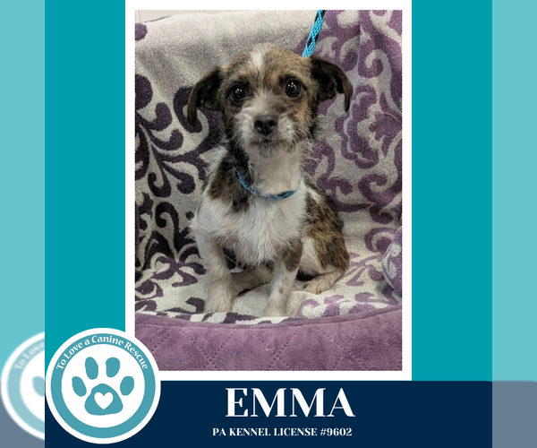 Medium Photo #1 Mutt Puppy For Sale in Kimberton, PA, USA