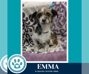 Mutt Dogs for adoption in Kimberton, PA, USA