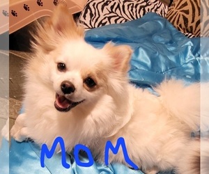 Mother of the Pomeranian puppies born on 04/12/2025