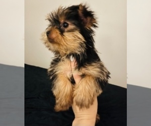 Yorkshire Terrier Puppy for sale in LOWELL, MA, USA