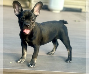 French Bulldog Puppy for sale in NEWTON, NJ, USA