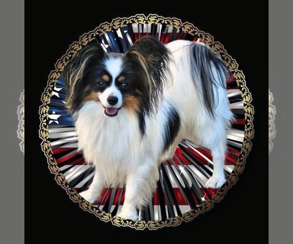 Medium Photo #1 Papillon Puppy For Sale in FULTON, MO, USA