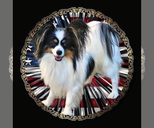 Father of the Papillon puppies born on 06/05/2025