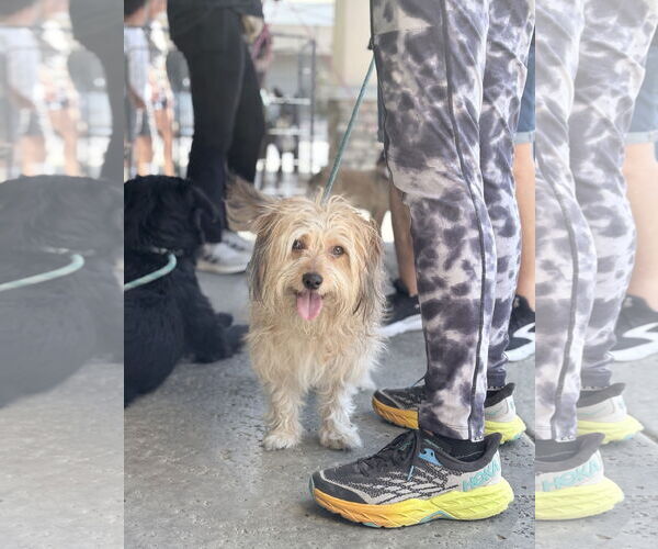 Medium Photo #3 Mutt Puppy For Sale in Newport Beach, CA, USA