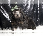 Puppy panther AKC Poodle (Toy)