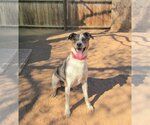 Small #3 Catahoula Leopard Dog